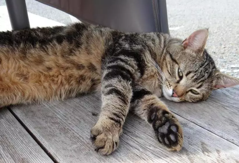 Majatalo La Petite Houssaye