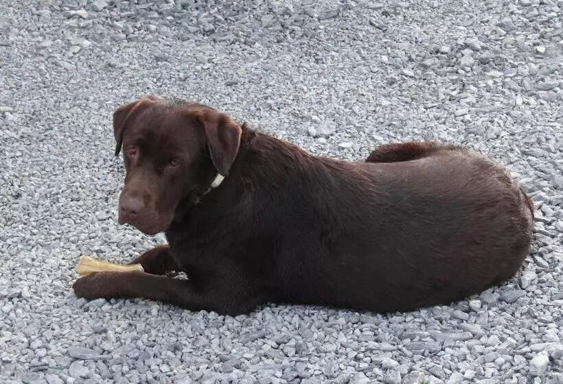 Majatalo La Petite Houssaye