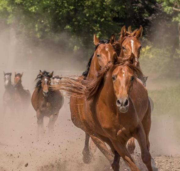 펜션 Willa Stara Wozownia