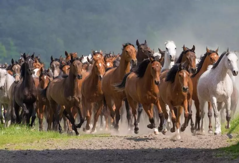 ペンション Willa Stara Wozownia