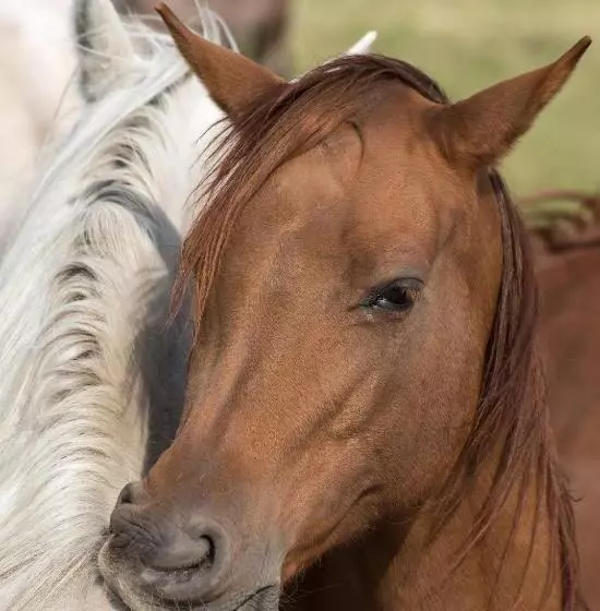 ペンション Willa Stara Wozownia