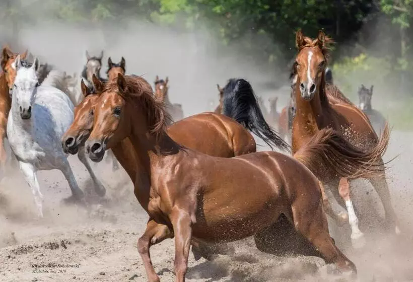 ペンション Willa Stara Wozownia