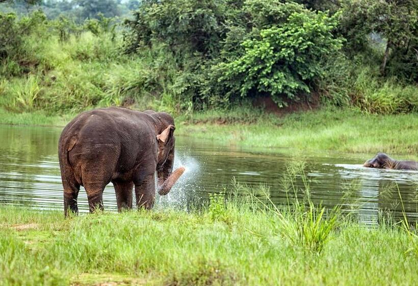 Hotel Lavendish Wild Safari Resort