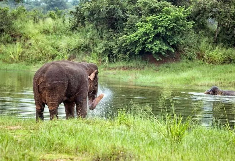 Hotelli Lavendish Wild Safari Resort