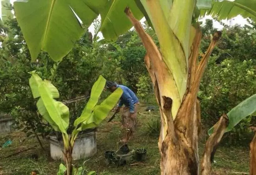 ホテル Songphu Homestay