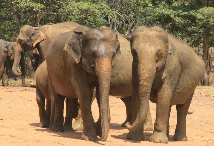 בית מלון כפרי Bogala Village Eco Resort