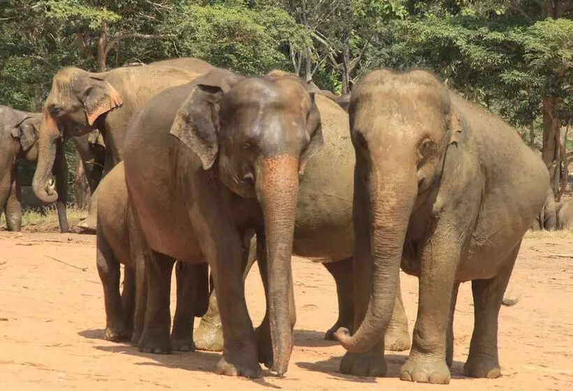 Hotelli Bogala Village Eco Resort