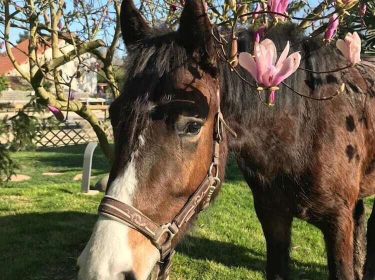 펜션 Les Crinieres En Brie