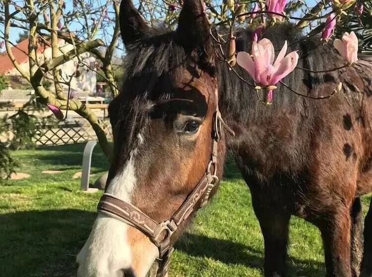 Majatalo Les Crinieres En Brie
