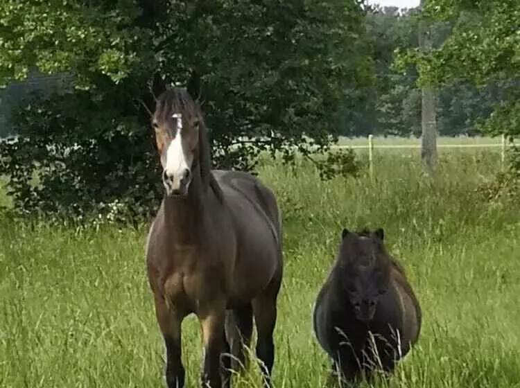 Majatalo Les Crinieres En Brie