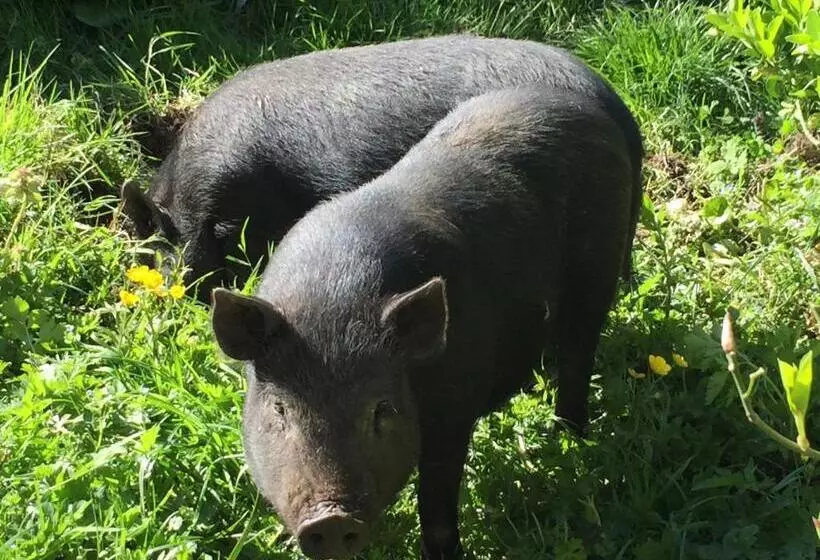 ベッドアンドブレックファースト Chambres D Hôtes Du Clos Semper Felix