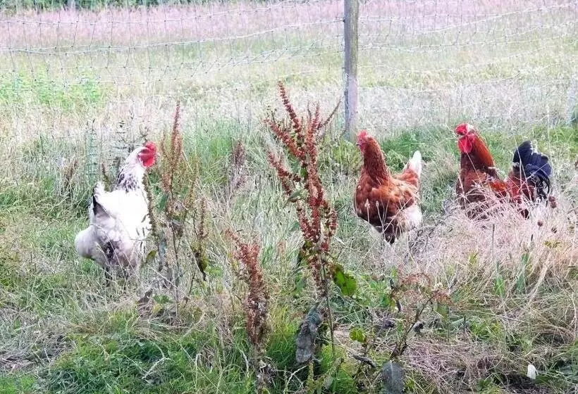 ベッドアンドブレックファースト Chambres D Hôtes Du Clos Semper Felix