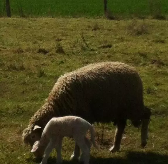 ベッドアンドブレックファースト Chambres D Hôtes Du Clos Semper Felix