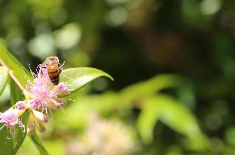 Honeybee Country Accommodation