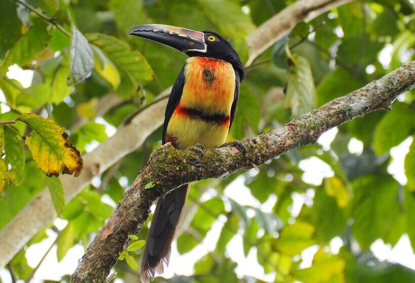호텔 Paraiso Volcano Lodge