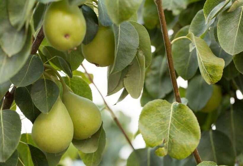 فندق ريفى Agunì Agriturismo & Locanda