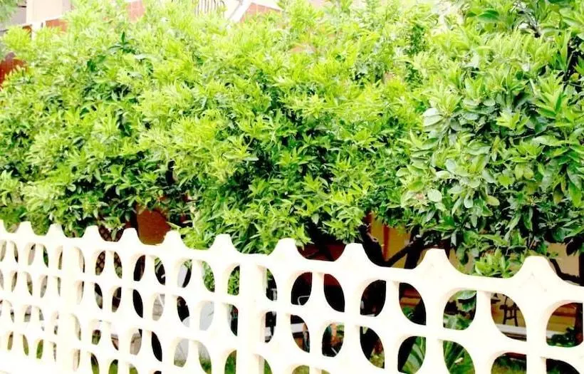 Bed And Breakfast L'aranceto