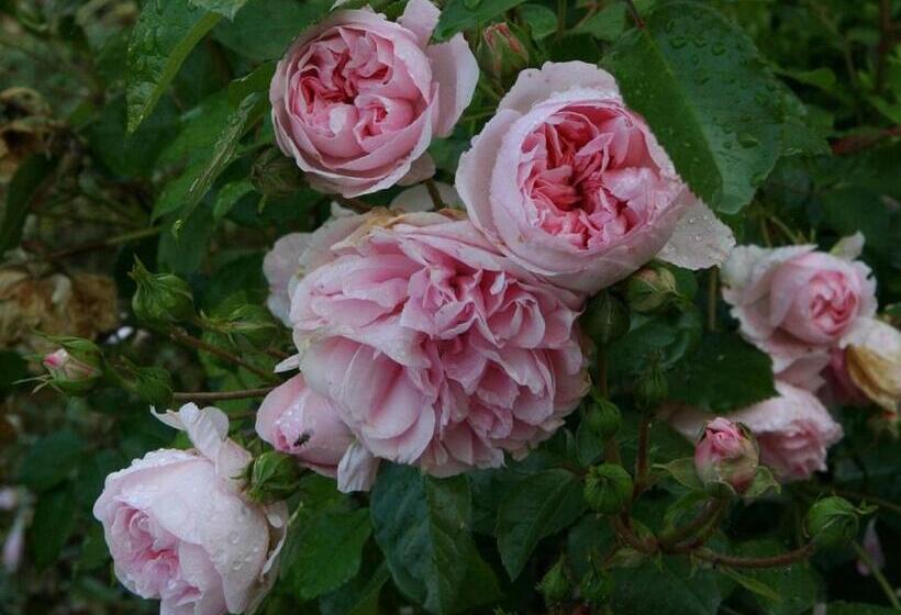 Château De Bournand B&b