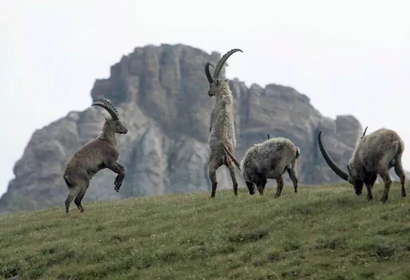 Hotelli Restaurant Capricorns