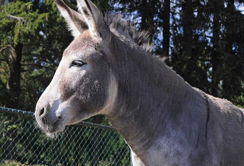 Chalet In Gerolstein With Forest