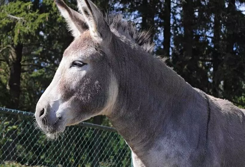 Chalet In Gerolstein With Forest
