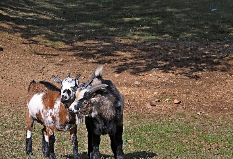 Chalet In Gerolstein With Forest
