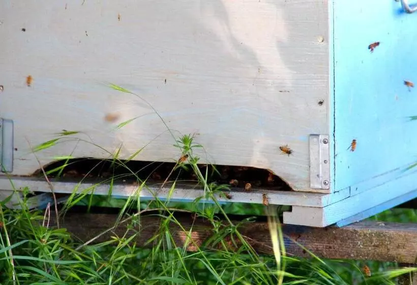 Maaseutuhotelli Palazzo Minelli