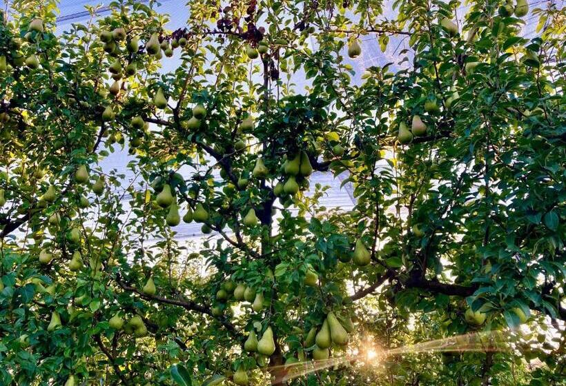 田舎風ホテル Palazzo Minelli