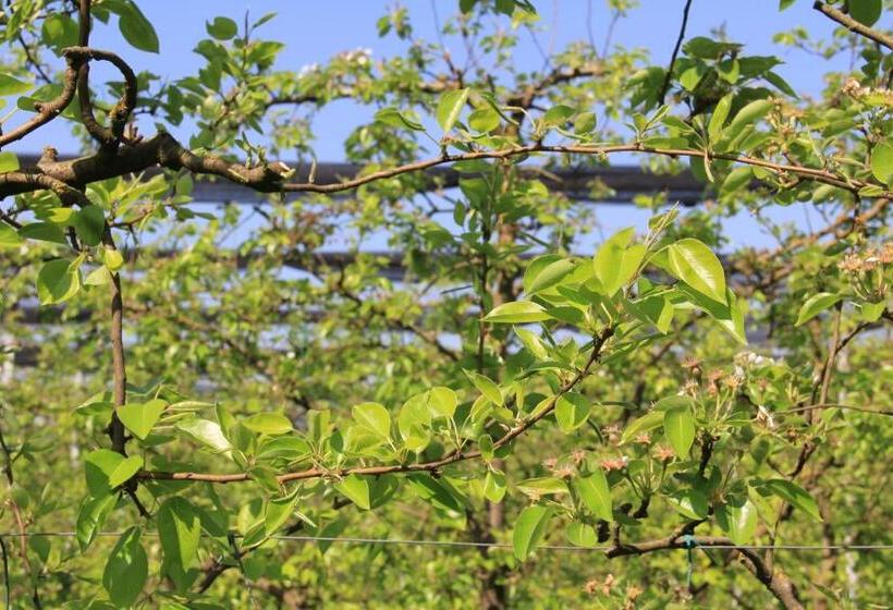 田舎風ホテル Palazzo Minelli