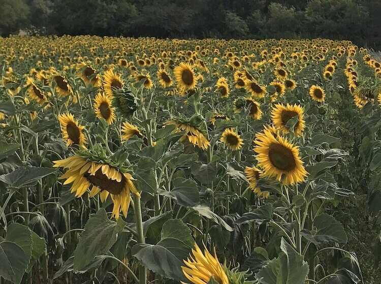 بنسيون La Framboisine