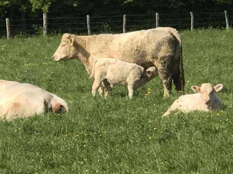 بنسيون La Framboisine