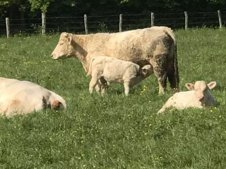 ペンション La Framboisine