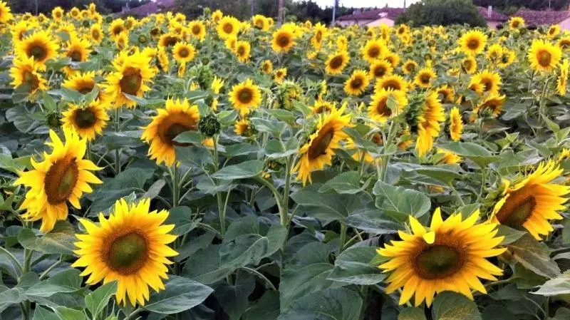 ペンション Manoir Du Bois Mignon