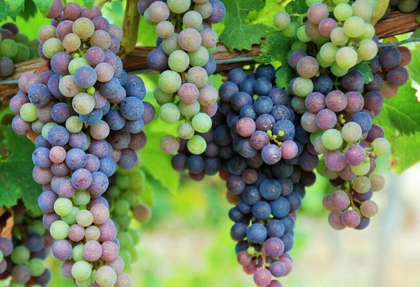 Пансион Manoir Du Bois Mignon