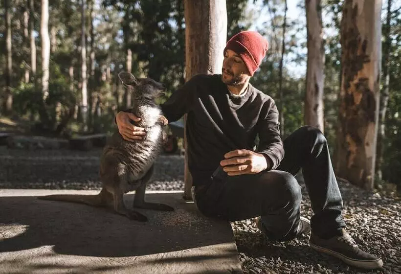 Carawirry Forest Escape