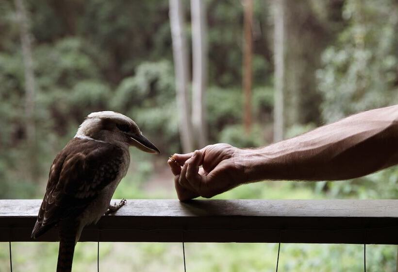 Carawirry Forest Escape