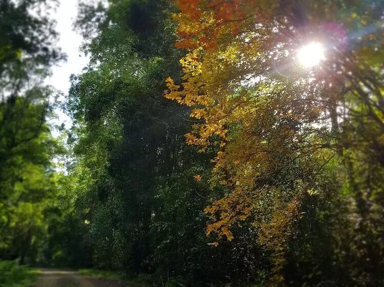 Carawirry Forest Escape