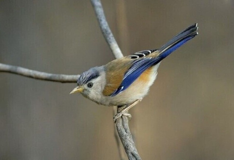 Hotel Janardan Resort Pangot