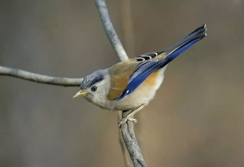 Hotelli Janardan Resort Pangot