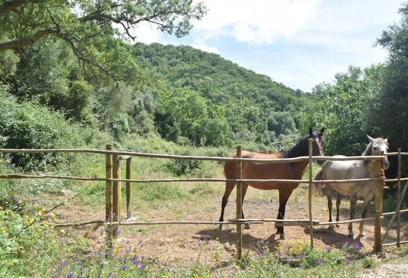 Quiet & Cottage In Estate Casas Da Cerca Near Troviscais