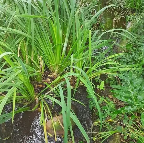 Hotelli 703 Oyster Schelles