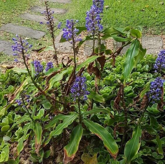 בית מלון כפרי 703 Oyster Schelles