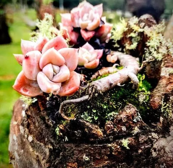 Majatalo Pousada Nó De Pinho