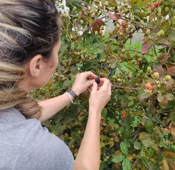 Majatalo Pousada Nó De Pinho