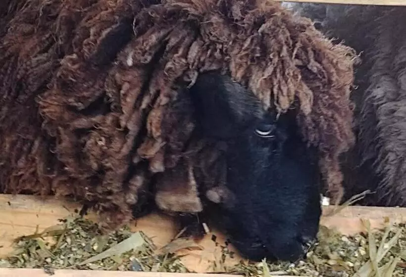 Majatalo Pousada Nó De Pinho
