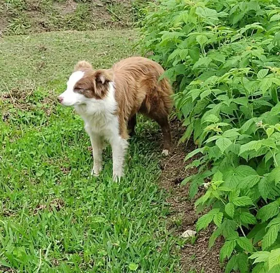 Majatalo Pousada Nó De Pinho
