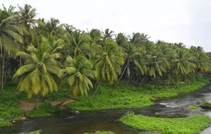 Majatalo Royal Cottage, Anaimalai