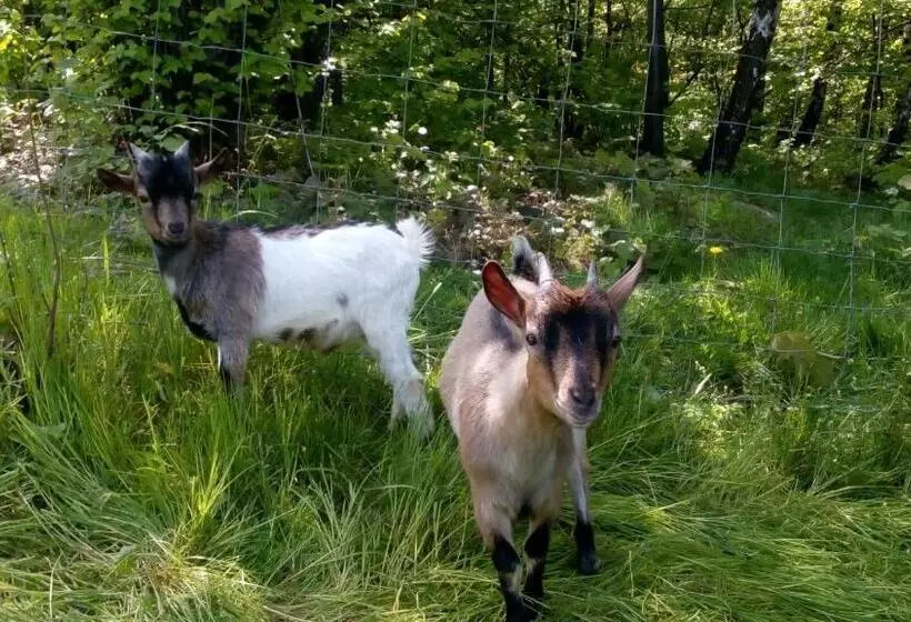 Majatalo Penzion U Pacošů