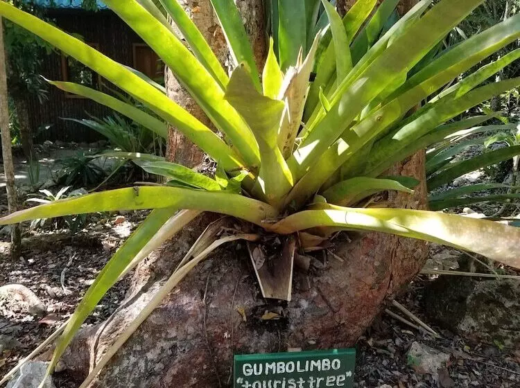 Hotelli Mariposa Jungle Lodge