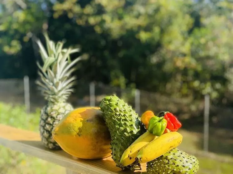 Hotelli Mariposa Jungle Lodge